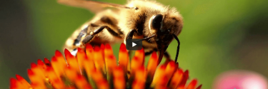 Το ξεχωριστό μέλι από λεβάντα | Ρεπορτάζ Περίμετρος